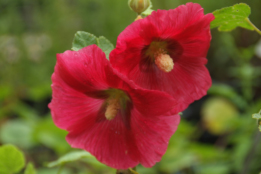 Alcea ficifoliaStokroos bestellen